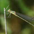 Südliche Binsenjungfer (Lestes barbarus) - Männchen