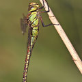 Aeshna affinis (Südliche Mosaikjungfer) - Weibchen