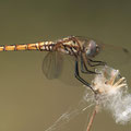 Violetter Sonnenzeiger (Trithemis annulata) - junges Weibchen