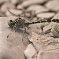 Onychogomphus forcipatus forcipatus (Kleine Zangenlibelle) - Männchen