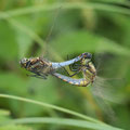 Großer Blaupfeil (Orthetrum cancellatum) - Paarungsrad im Flug