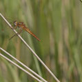 Feuerlibelle (Crocothemis erythraea) - Weibchen