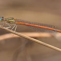 Rote Federlibelle (Platycnemis acutipennis) - Männchen