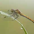 Blutrote Heidelibelle (Sympetrum sanguineum) - Weibchen