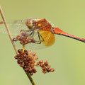 Gefleckte Heidelibelle (Sympetrum flaveolum) - Männchen