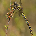 Onychogomphus uncatus (Große Zangenlibelle) - Junges Weibchen