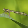 Blaue Federlibelle (Platycnemis pennipes) - junges Männchen