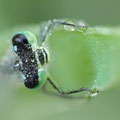 Große Pechlibelle (Ischnura elegans) - Männchen