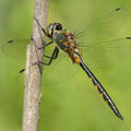Somatochlora flavomaculata (Gefleckte Smaragdlibelle) - Männchen