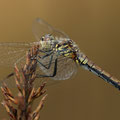 Schwarze Heidelibelle (Sympetrum danae) - älteres Weibchen