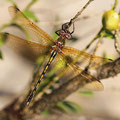 Oxygastra curtisii (Gekielter Flussfalke) - Weibchen