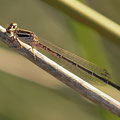 Helm-Azurjungfer (Coenagrion mercuriale) - Weibchen