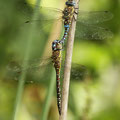 Aeshna mixta (Herbst-Mosaikjungfer) - Tandem