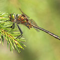 Somatochlora metallica (Glänzende Smaragdlibelle) - Männchen