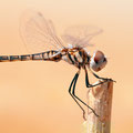 Schwarzer Baron (Selysiothemis nigra) - junges Männchen