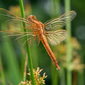 Feuerlibelle (Crocothemis erythraea) - frisch geschlüpftes Männchen