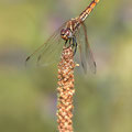 Violetter Sonnenzeiger (Trithemis annulata) - Weibchen