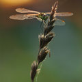 Sumpf-Heidelibelle (Sympetrum depressiusculum) - Weibchen