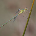 Südliche Binsenjungfer (Lestes barbarus) - Männchen