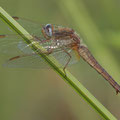 Feuerlibelle (Crocothemis erythraea) - Weibchen