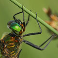 Somatochlora flavomaculata (Gefleckte Smaragdlibelle) - Männchen