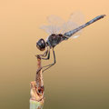 Schwarzer Baron (Selysiothemis nigra) - Männchen