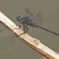 Langer Blaupfeil (Orthetrum trinacria) - Männchen