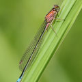 Große Pechlibelle (Ischnura elegans) - junges Weibchen (rufescens)