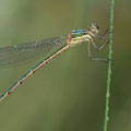 Südliche Binsenjungfer (Lestes barbarus) - Weibchen