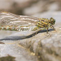 Onychogomphus forcipatus forcipatus (Kleine Zangenlibelle) - Schlüpfendes Weibchen