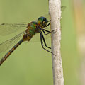 Somatochlora flavomaculata (Gefleckte Smaragdlibelle) - Männchen