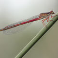 Zarte Rubinjungfer (Ceriagrion tenellum) - Weibchen