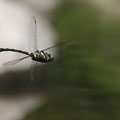 Macromia splendens (Europäischer Flussherrscher) - Männchen