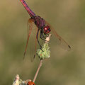 Violetter Sonnenzeiger (Trithemis annulata) - Männchen