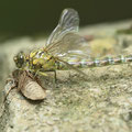 Onychogomphus forcipatus forcipatus (Kleine Zangenlibelle) - Schlüpfendes Weibchen