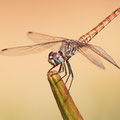 Violetter Sonnenzeiger (Trithemis annulata) - Weibchen