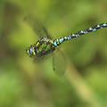 Aeshna cyanea (Blaugrüne Mosaikjungfer) - Männchen
