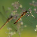 Sumpf-Heidelibelle (Sympetrum depressiusculum) - Männchen