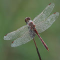 Gemeine Heidelibelle (Sympetrum vulgatum) - Männchen