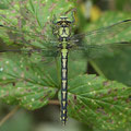 Ophiogomphus cecilia (Grüne Flussjungfer) - Weibchen