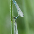 Vogel-Azurjungfer (Coenagrion ornatum) - Tandem