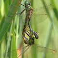 Somatochlora flavomaculata (Gefleckte Smaragdlibelle) - Paarungsrad