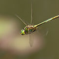 Somatochlora metallica (Glänzende Smaragdlibelle) - Männchen