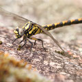 Onychogomphus uncatus (Große Zangenlibelle) - Junges Weibchen