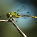 Ophiogomphus cecilia (Grüne Flussjungfer) - Männchen