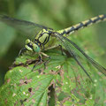 Ophiogomphus cecilia (Grüne Flussjungfer) - Weibchen