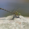 Onychogomphus forcipatus forcipatus (Kleine Zangenlibelle) - Männchen