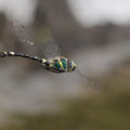 Macromia splendens (Europäischer Flussherrscher) - Männchen