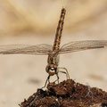 Treuer Kurzpfeil (Brachythemis impartita) - Weibchen