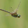 Somatochlora flavomaculata (Gefleckte Smaragdlibelle) - Männchen